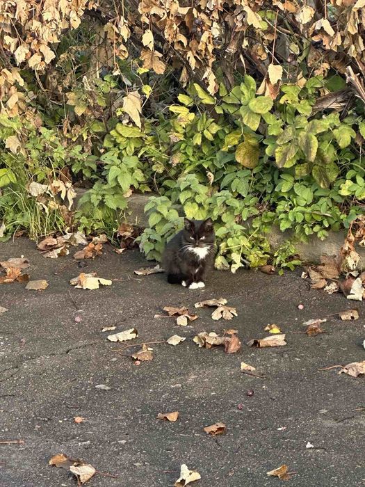 Кіт хлопець чорного кольору