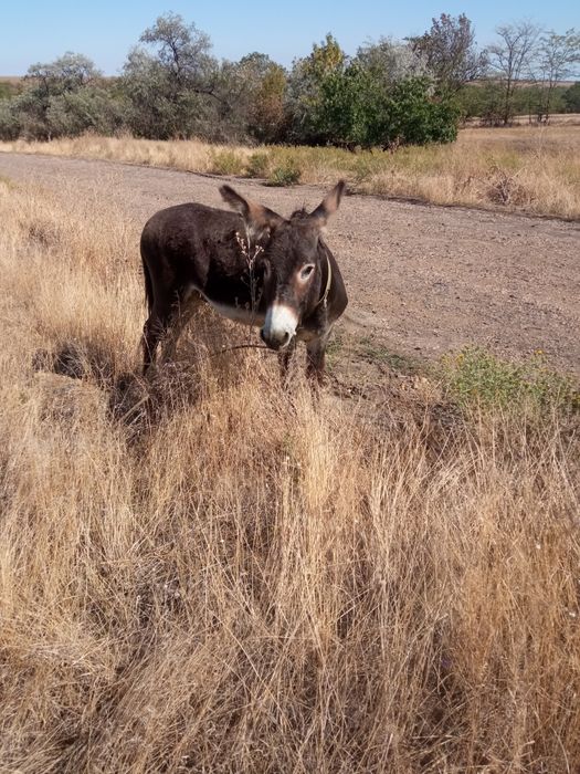 Продам ослика возрост 5 лет ручной