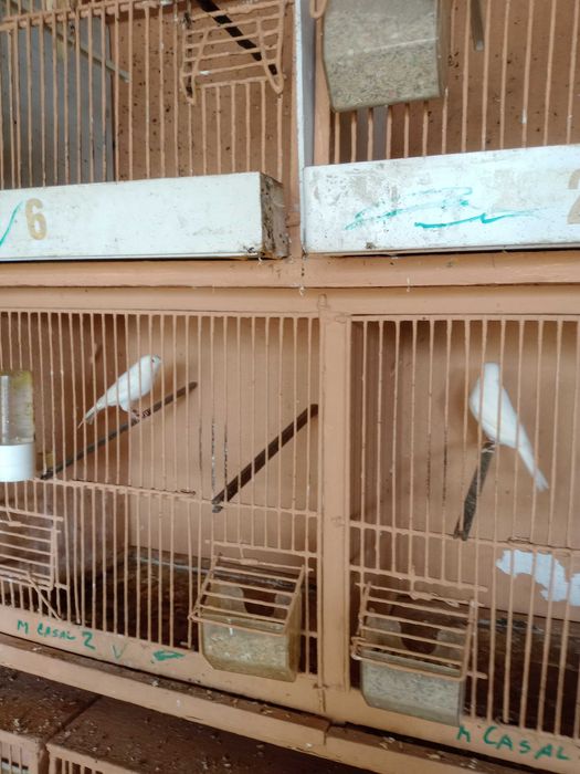 Casal canários brancos 2025