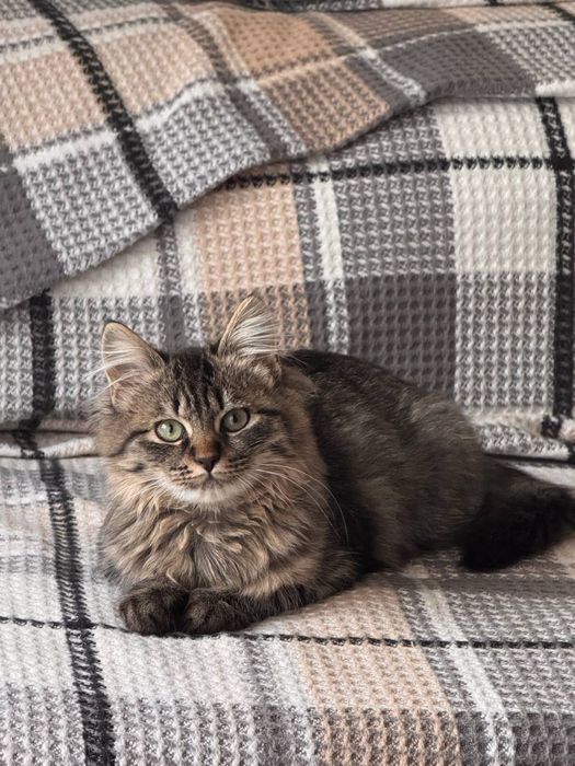 Смугасте кошеня, дівчинка