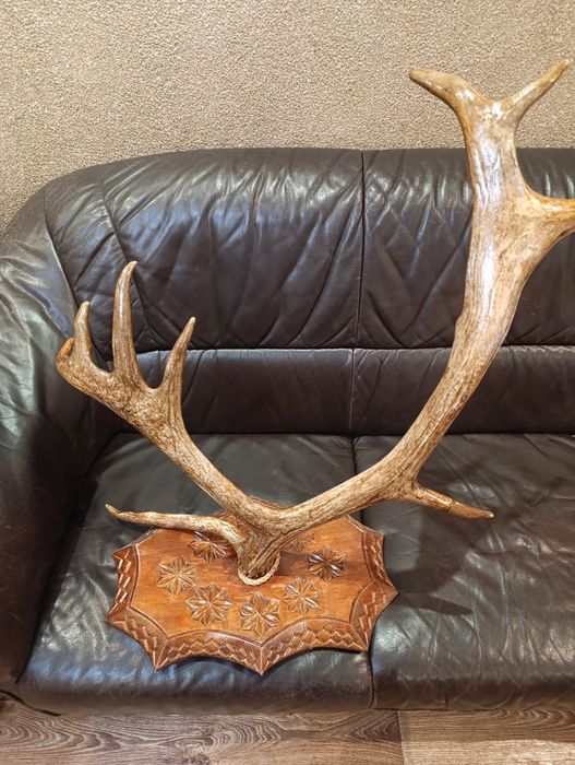 Роги оленя лаковані