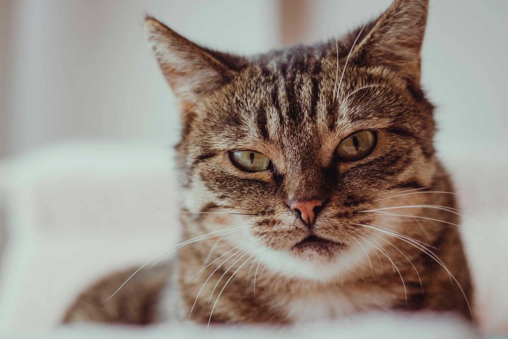 Brzoskwinka wygrała życie teraz szuka swojego miejsca w świcie