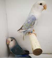 Papugi - papużki - nierozłączki czerwonoczelne