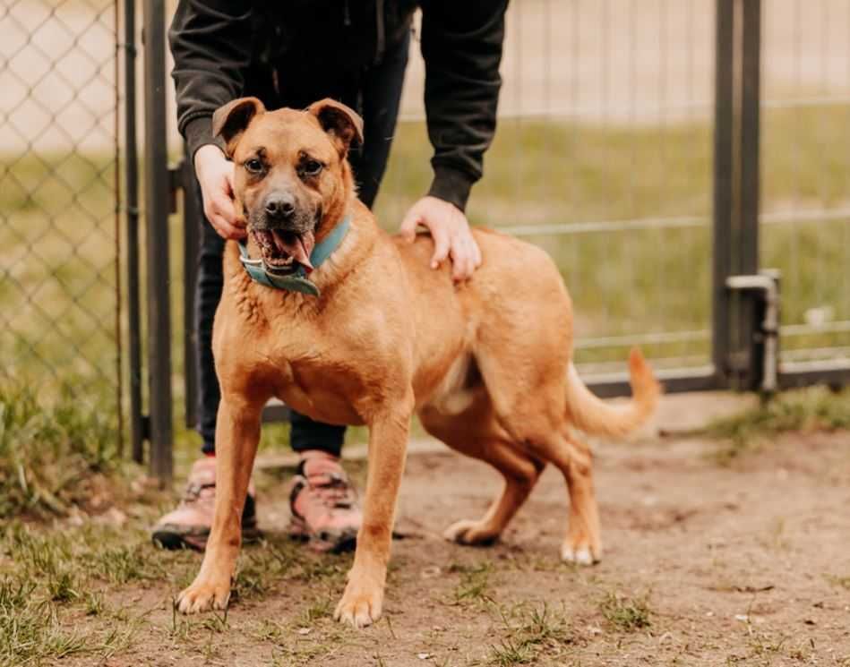 Piękny, większy,  starszy 10 lat pies do adopcji