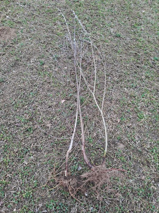 Sadzonki drzew leśnych