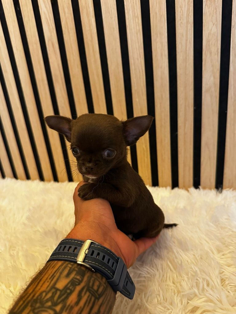 Chihuahua  Super Mini. Menina  Chocolate perfeita de focinho curto.