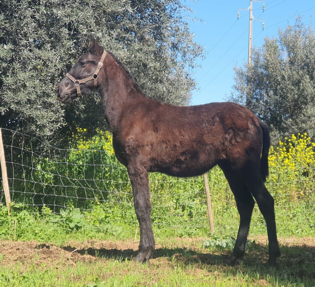 Vendo Poldro Ruço Lusitano