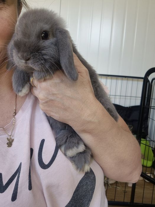 Króliczki karzełki Mini Lop