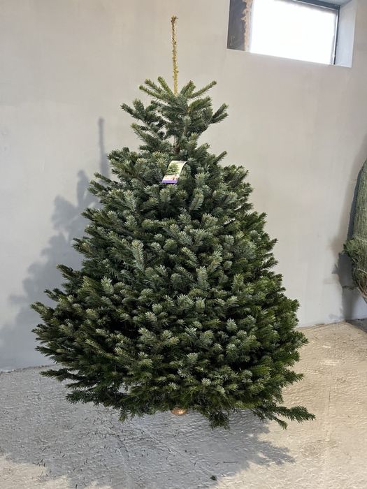 Ялинка жива на новий рік Ялиця Нордмана Преміум пушиста Піхта, Пихта