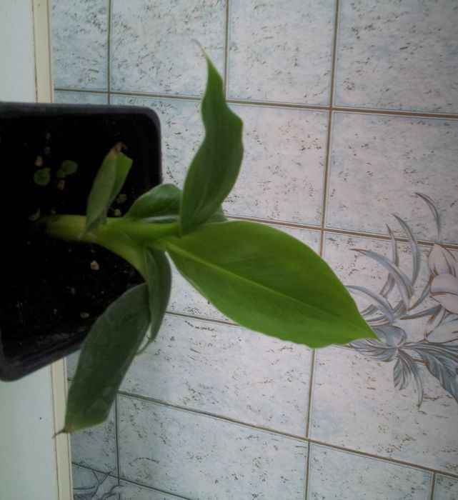 Продам банан киевский