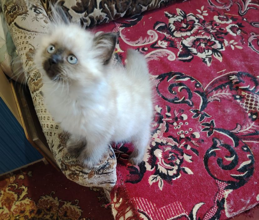 Гималайская кошечка
