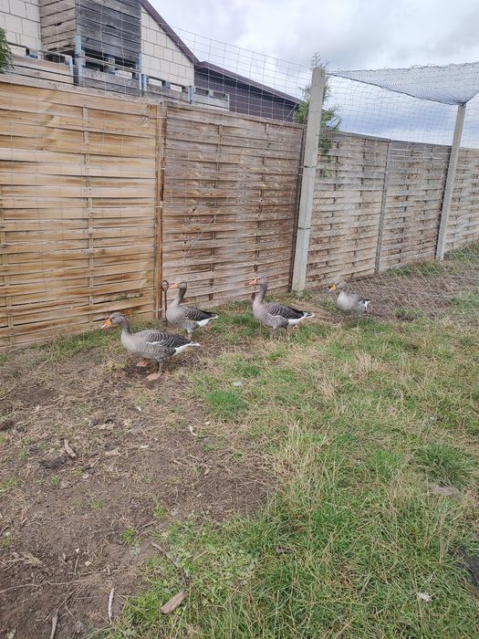 Gęsi dzikie młode 2025