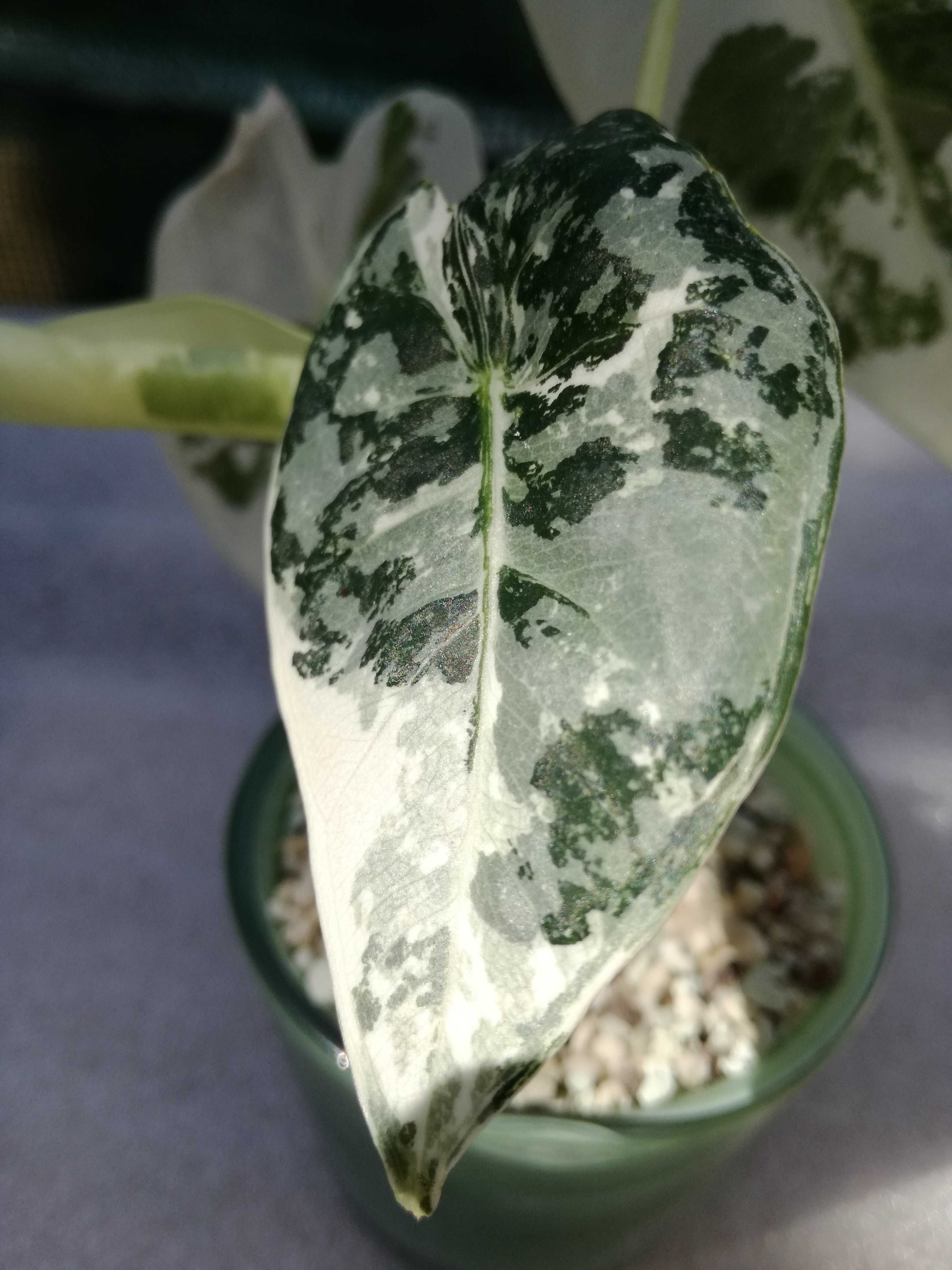 INTERNATIONAL Alocasia Frydek Variegata Alba White Army młoda phi mons