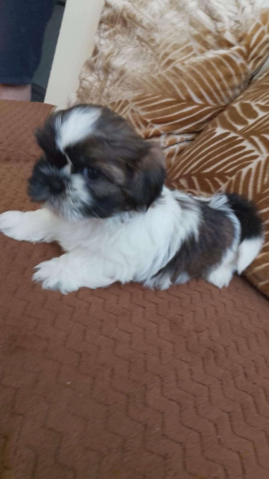 Shih TZU sliczna suczka