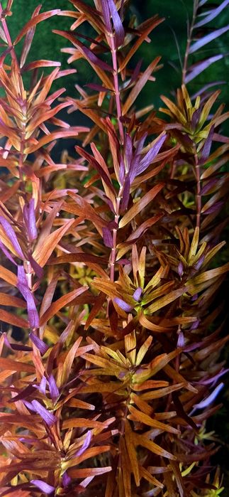 Planta aquário Rotala Blood - pés a cortar na altura