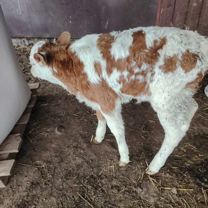 Byczek 3 sztuki ,  mieszaniec mięsny simental