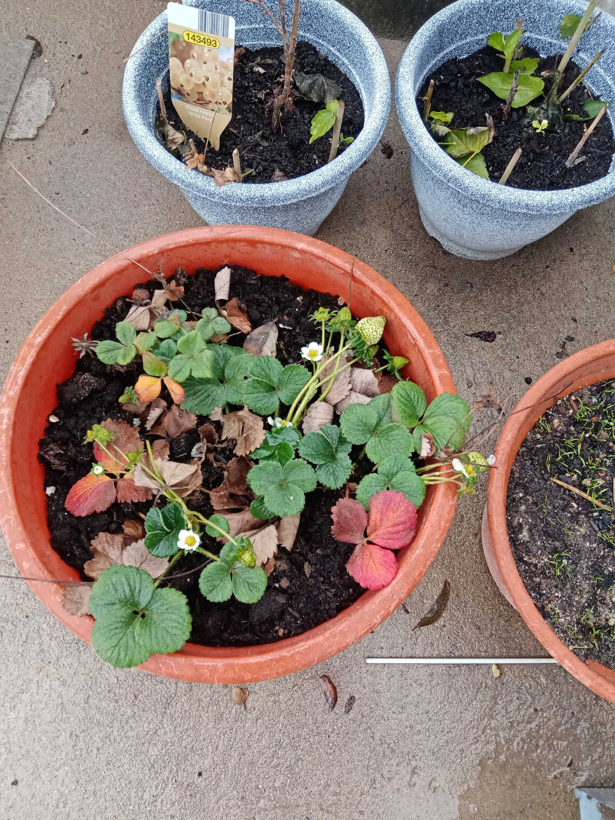 Relva graminha brasileira e outras plantas