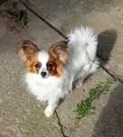 Papillon Suczka FCI / ZKwP