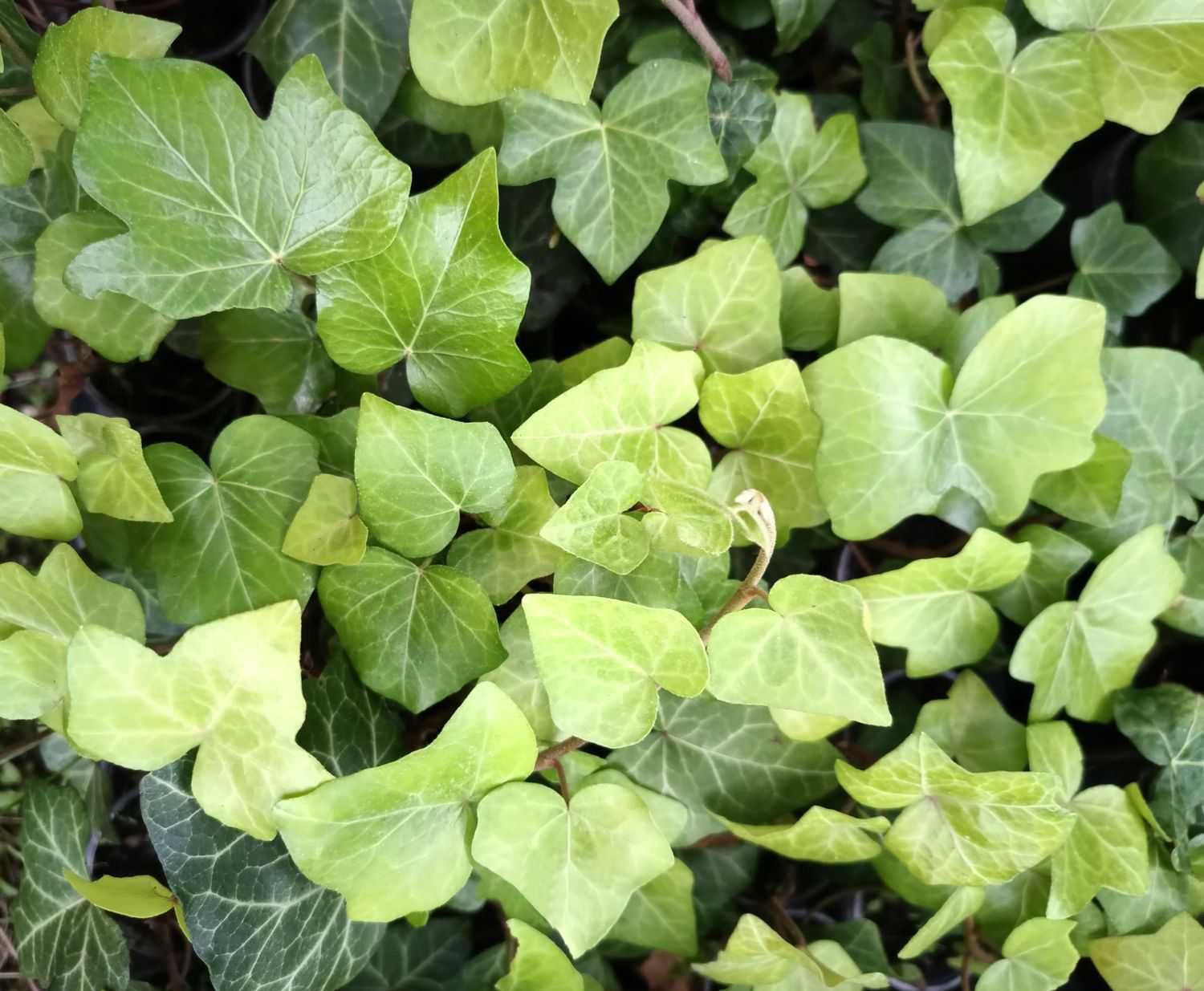 Bluszcz Pospolity 'Goldfinger' - Hedera Helix (25)