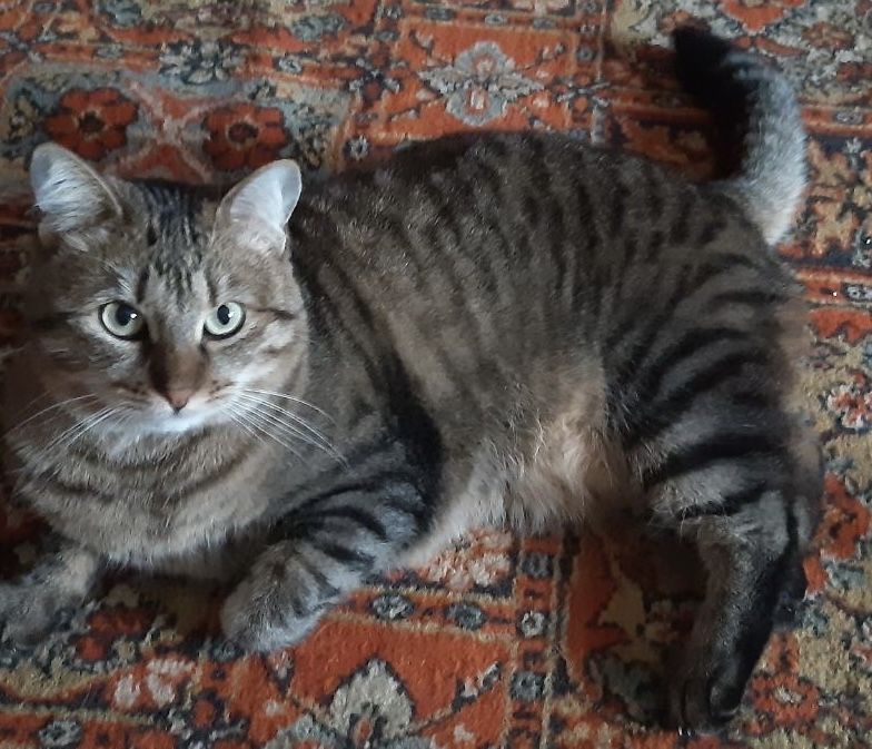 Найкращі котики шукають дім