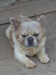 Buldog francuski  /Pies