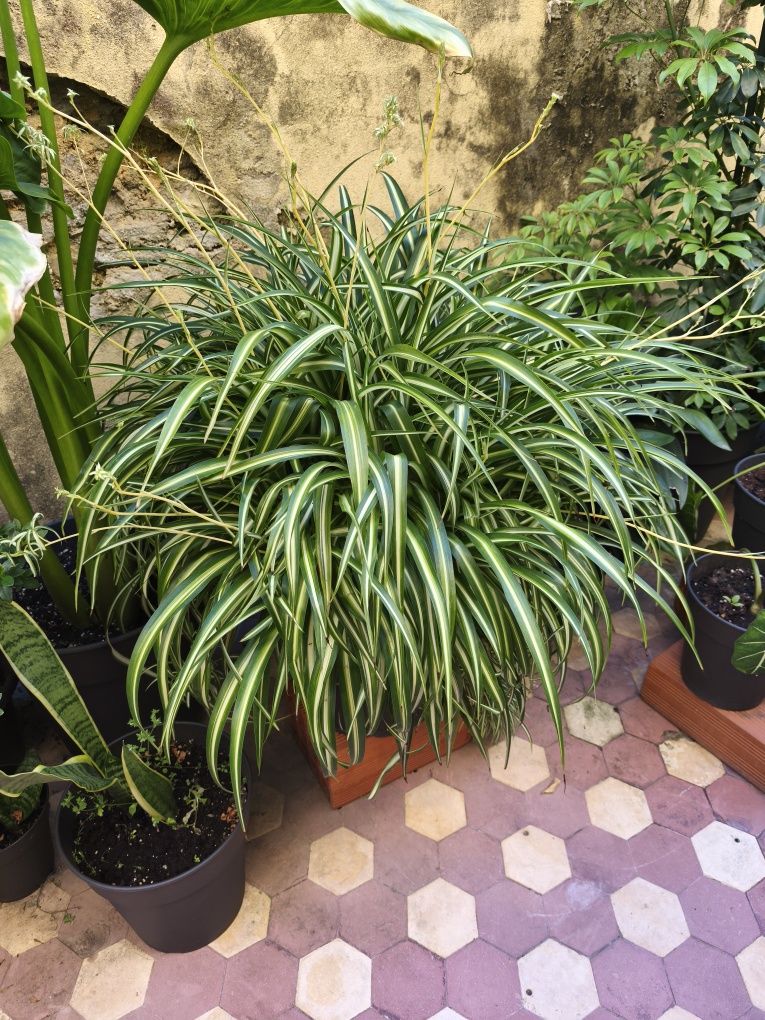 Clorofito XL, planta, plantas, jardim, decoração, natureza