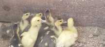 Vende-se vários Patos Mudos