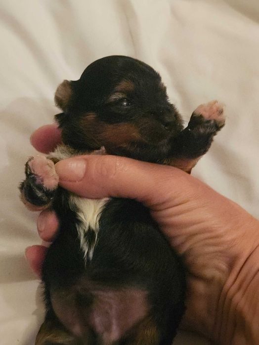 Yorkshire Terrier pies