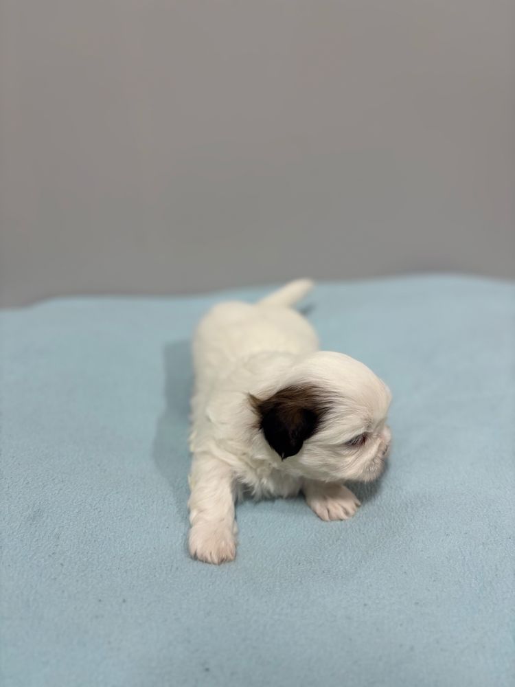 Szczeniak Shih Tzu- OREO do rezerwacji (biały)