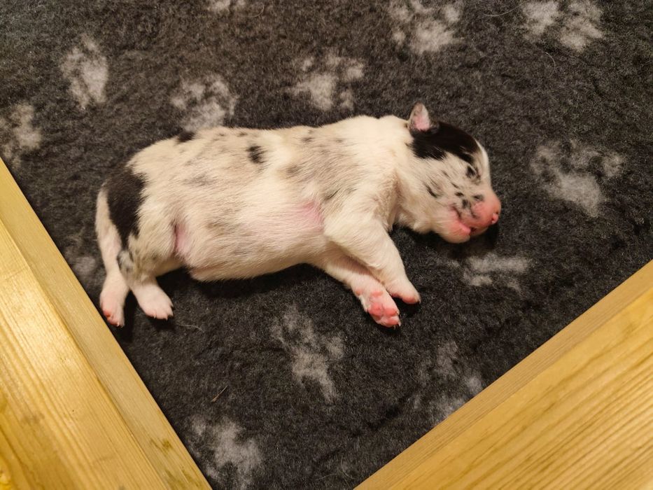 Border collie blue merle