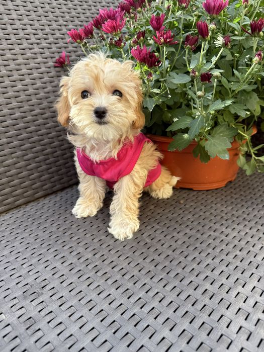 VIP мальтипу чіп паспорт