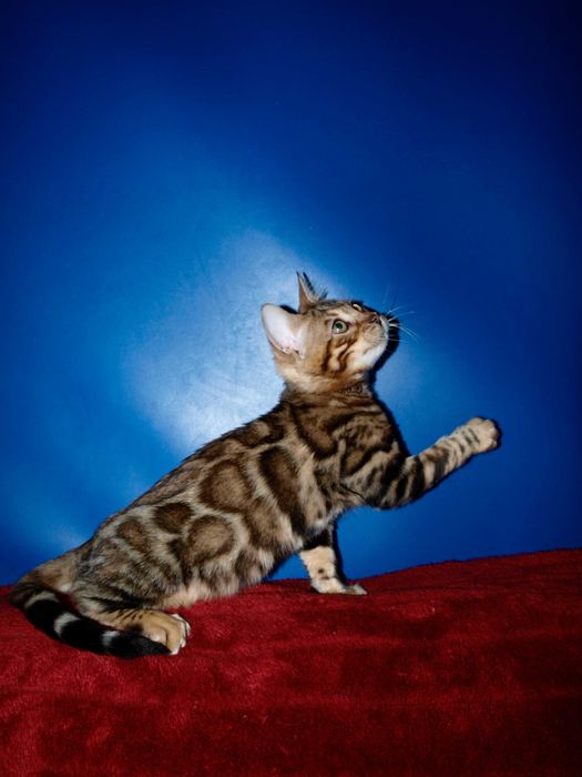 Отличный котенок. Мальчик. Документы. Распродажа.