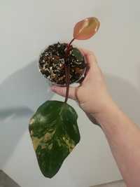 Philodendron strawberry shake cała roslina