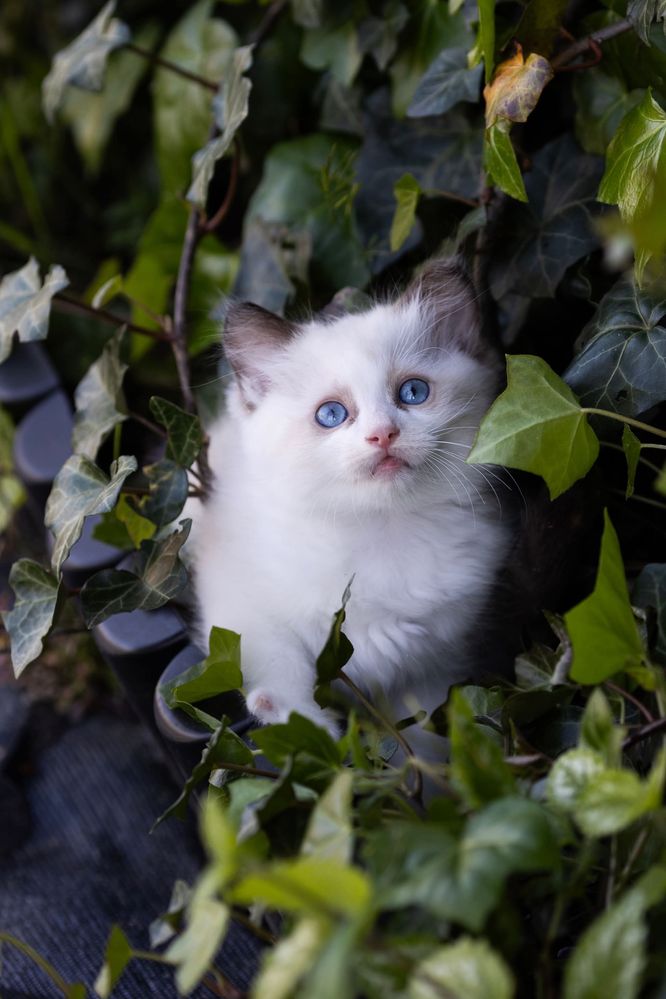Ragdoll kocurek z świetnym charakterem