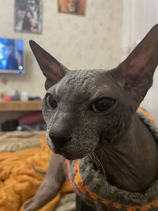 Вʼязка Сфінкс Донський