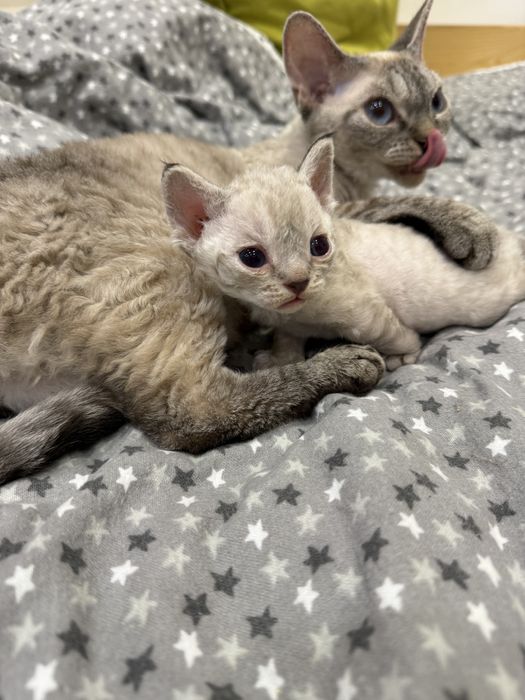 Елисейка от выставочных родителей готов к резервированию