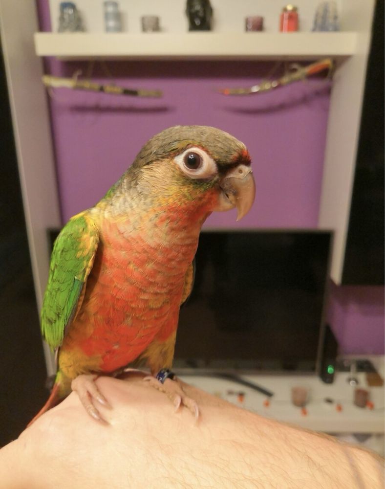 Яркий попугай пиррура молине выкормыш(мальчик)