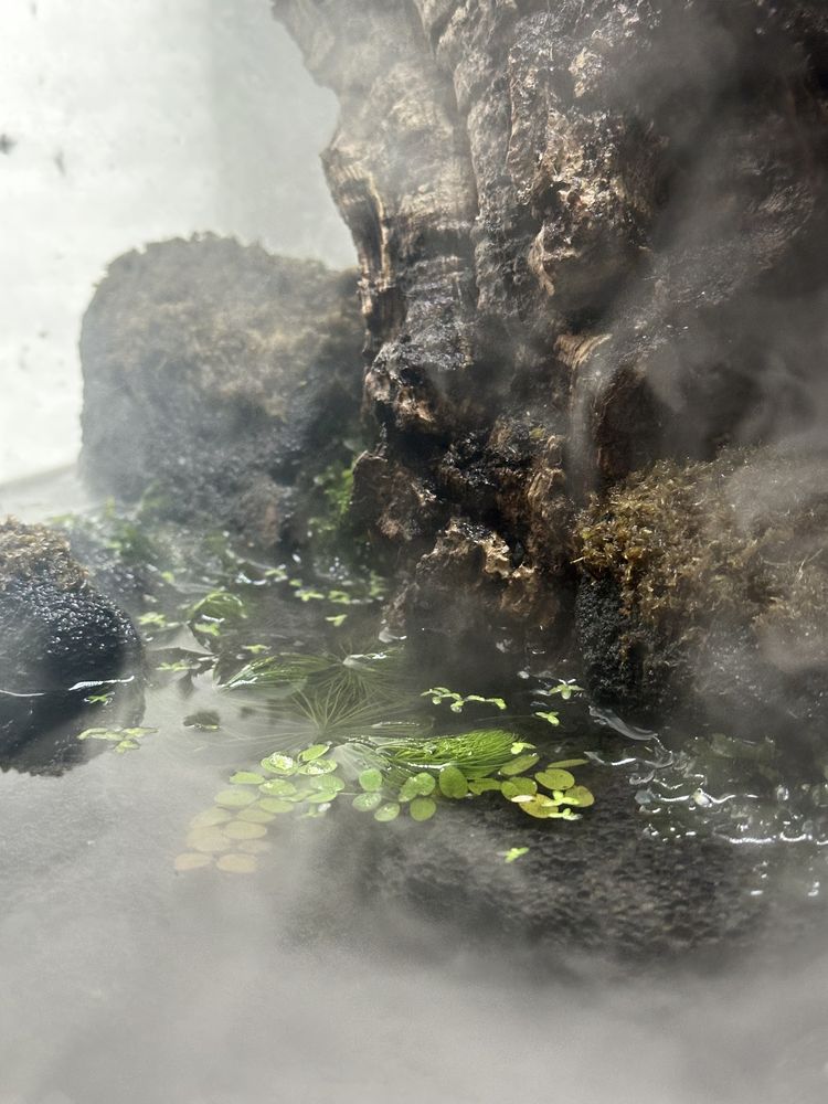 sprzedam terrarium/paludarium repti planet - z zawartoscia