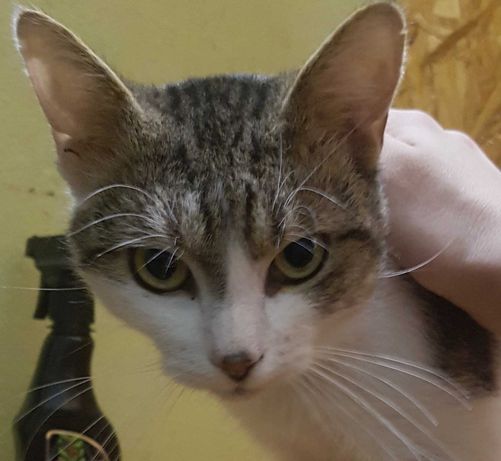 Котик Лис в добрые руки, 2 года, нуждается в обследовании