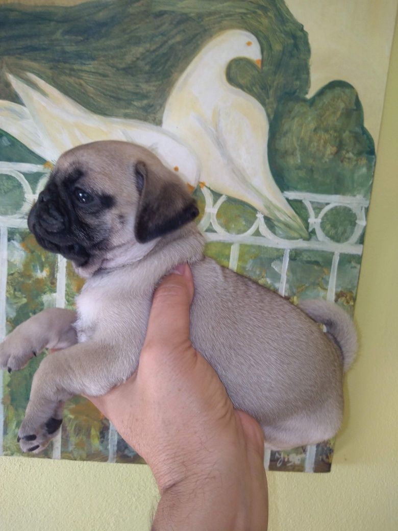 Pug Carlin Sublime