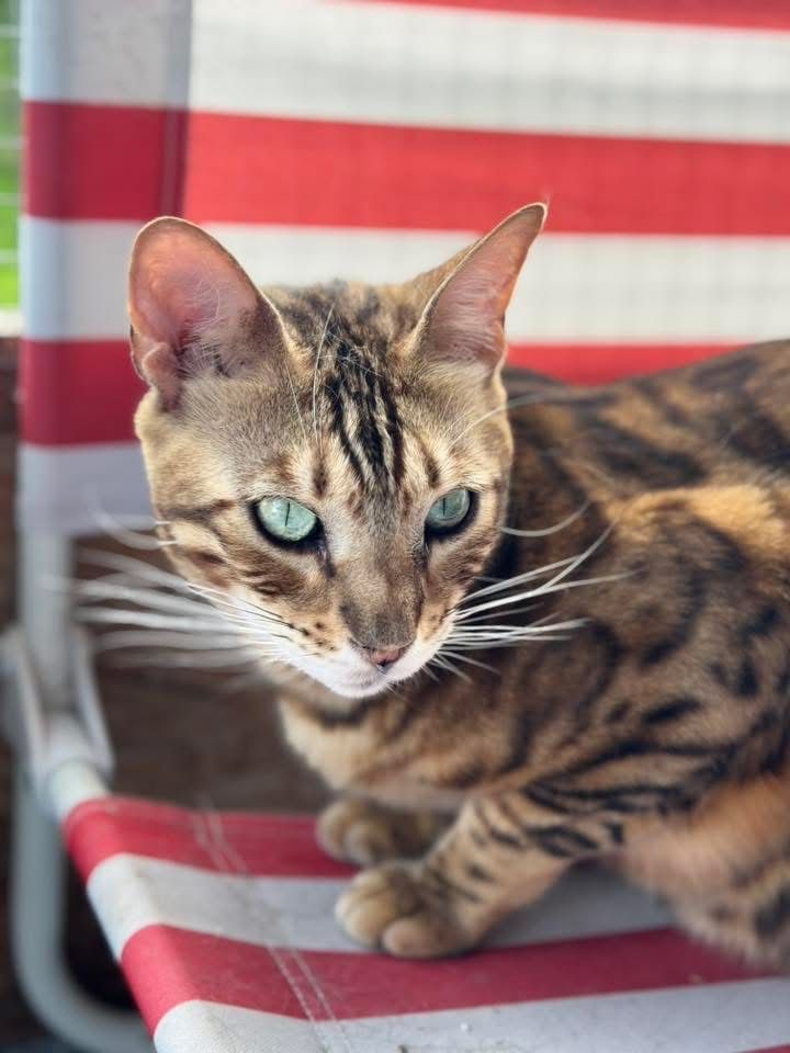 Bengal i Szarusia do adopcji wspolnej szukaja domu