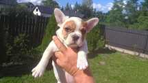 Buldog francuski