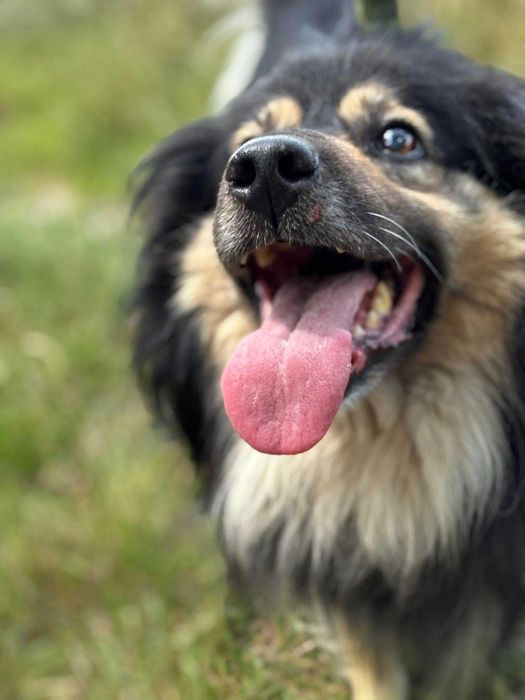 Kudłaty Marley szuka domku