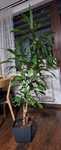 Dracena, duża, 175cm, rezerwacja