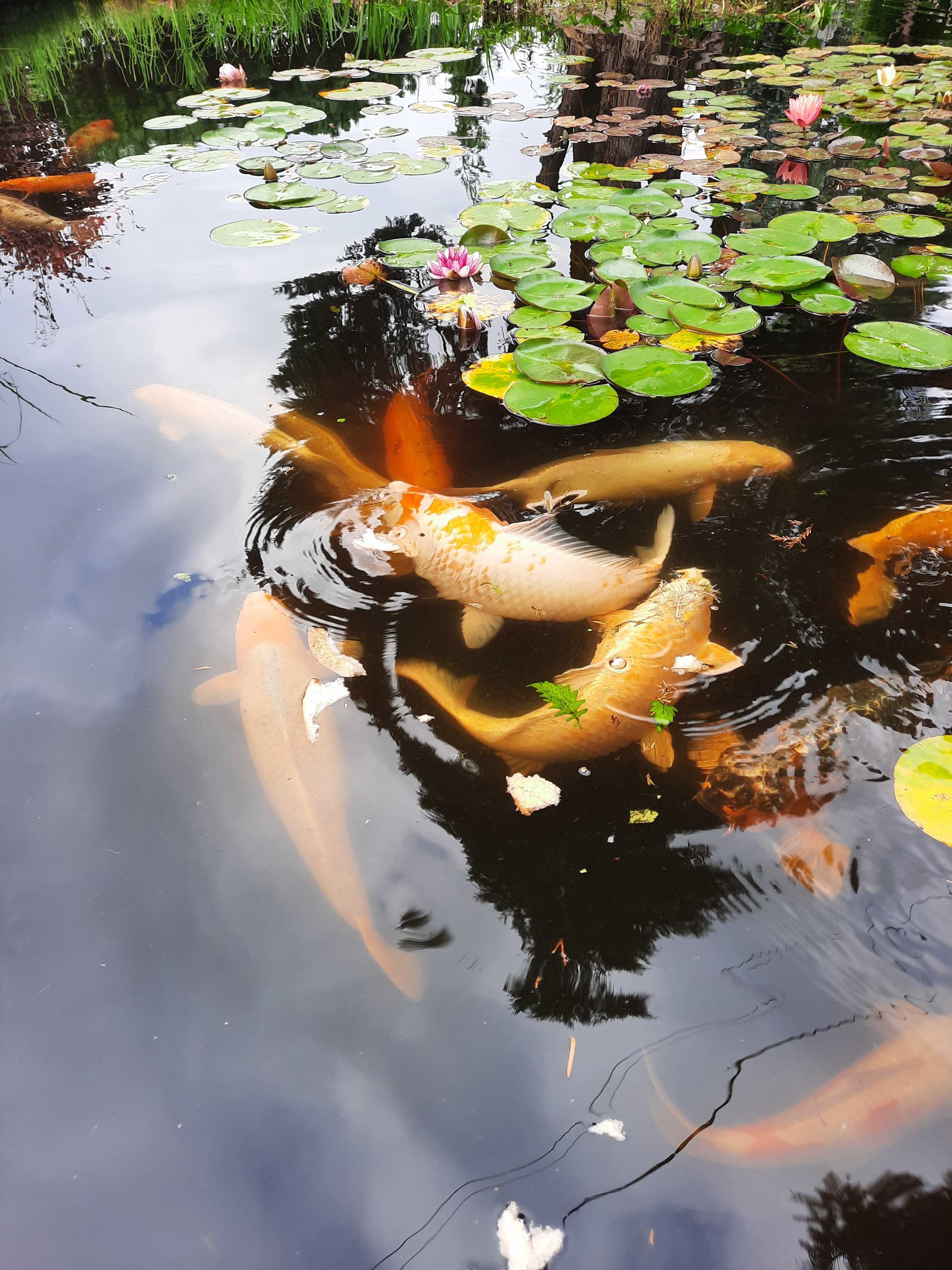 Karpie koi 50 cm