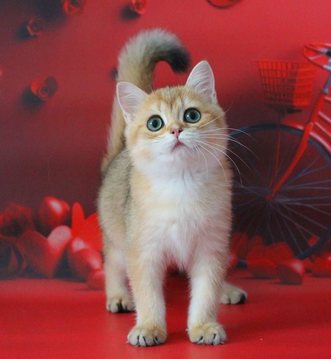 Найкращий золотий британський хлопчик для вас