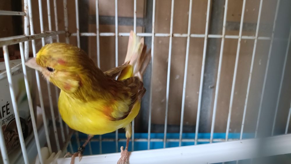 Canário de 2025 a cantar