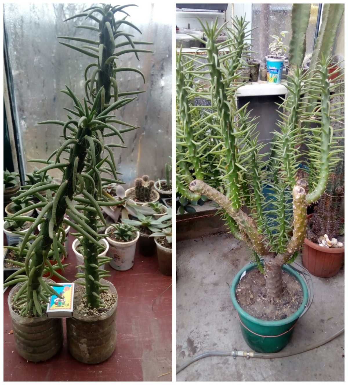 Продам излишки коллекции кактусов.