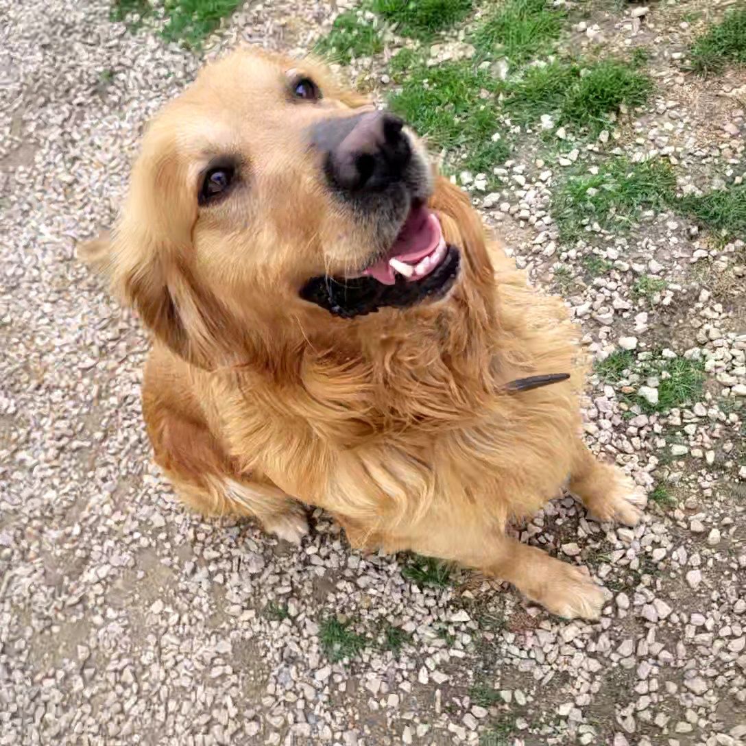 Golden retriever z rodowodem 5 letni