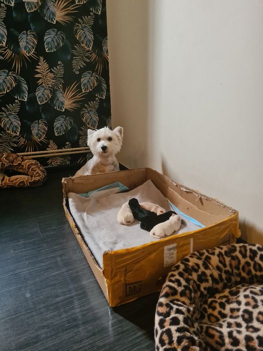 Pieski Szczeniaki szukają nowych waścicieli